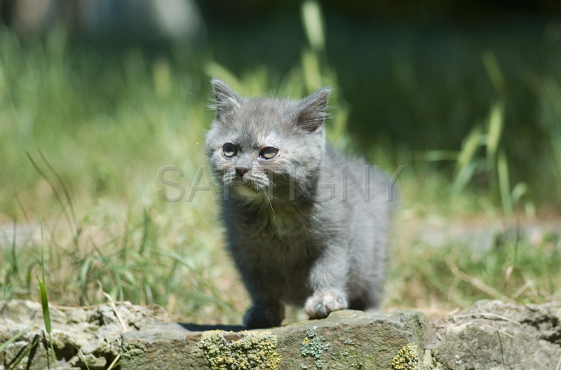 BRITISH SHORTHAIR C012.jpg